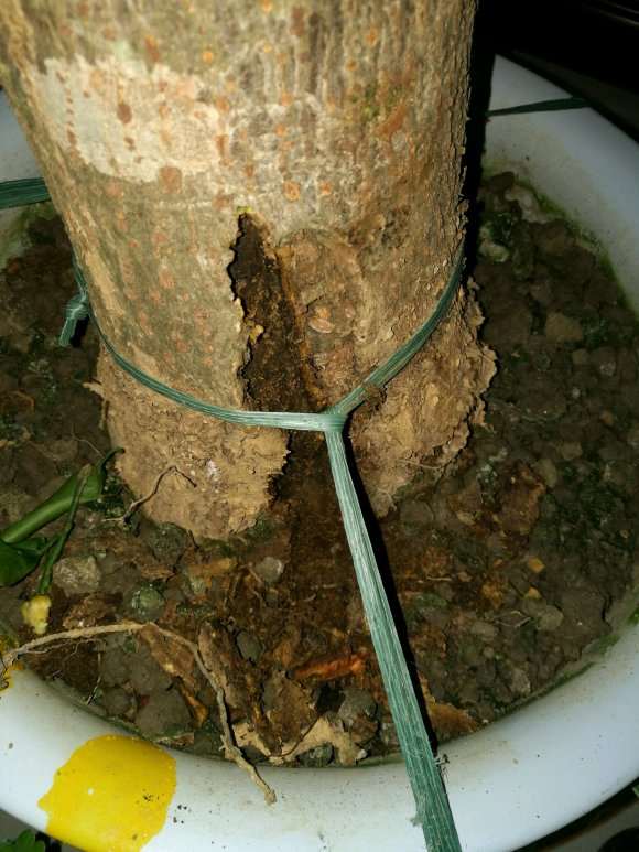 发财树的树皮发软