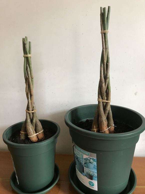 自编2盆五辫发财树