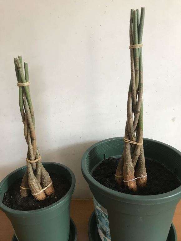 自编2盆五辫发财树