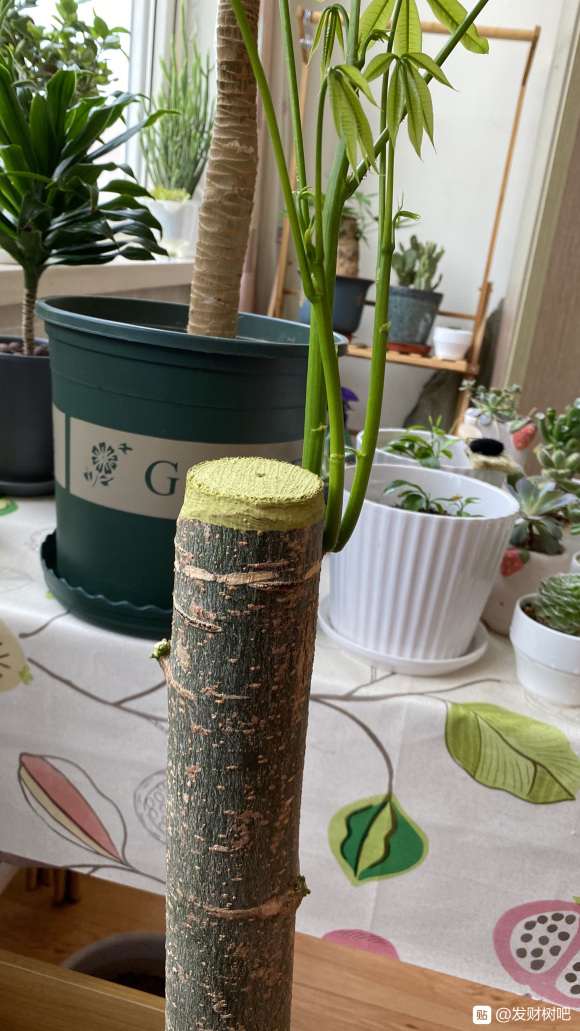 发财树只有一个芽点长出来