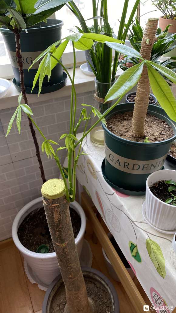 发财树只有一个芽点长出来