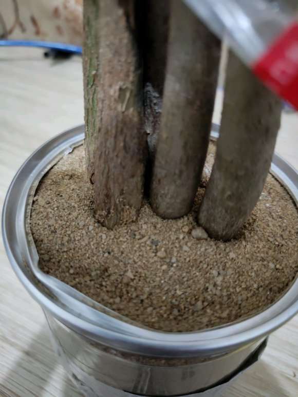 用沙子代替土种植发财树