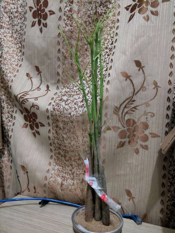 用沙子代替土种植发财树