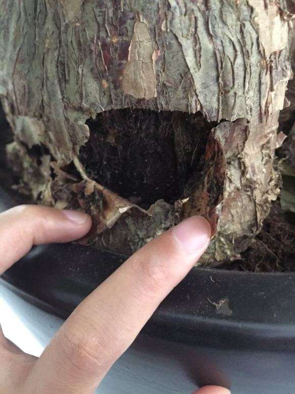 发财树树皮腐烂 长虫子 怎么办