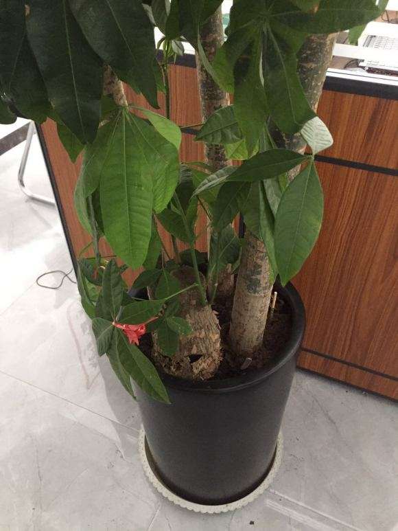 发财树树皮腐烂 长虫子 怎么办