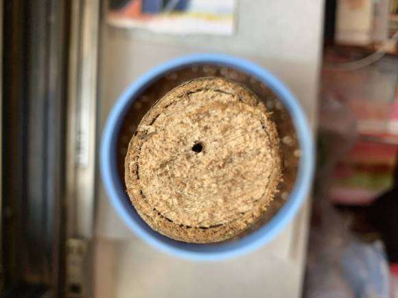 发财树树桩顶部出现了个洞眼