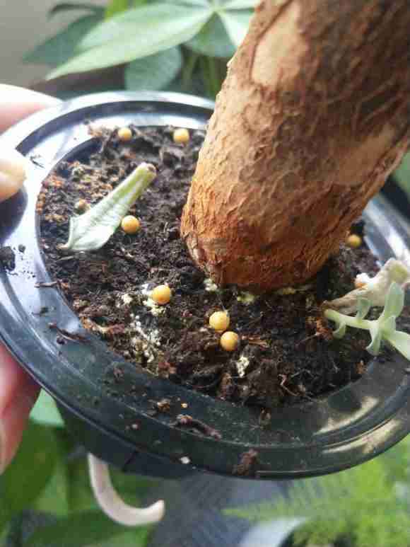 发财树根部土壤长白色圆点菌