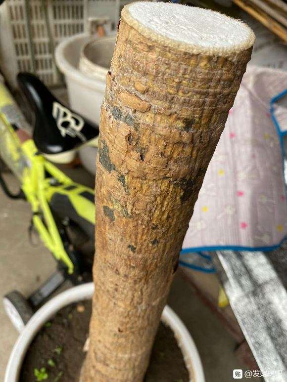 发财树切头断尾后