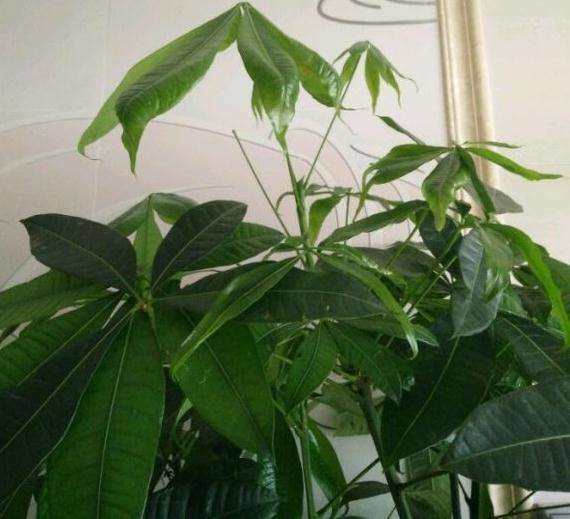 发财树枝干和叶子有水珠 粘粘的