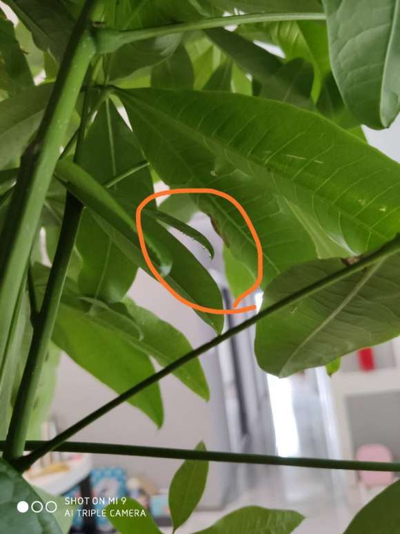 发财树有露珠一样的黏液
