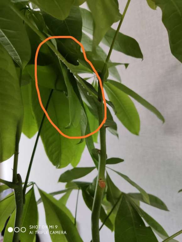 发财树有露珠一样的黏液