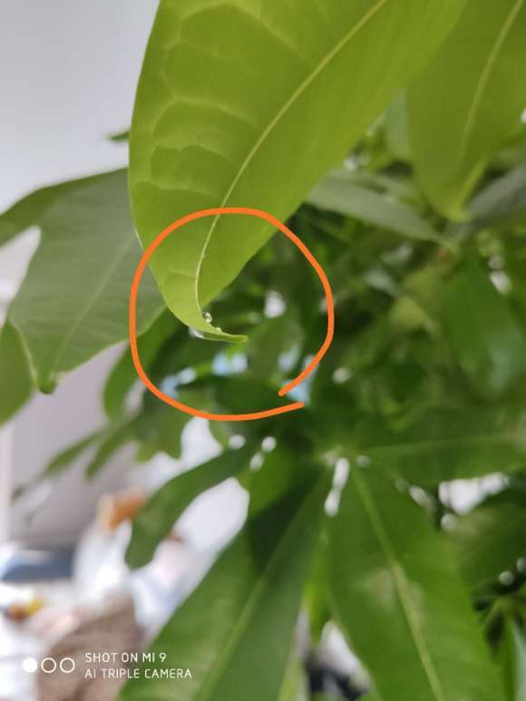 发财树有露珠一样的黏液