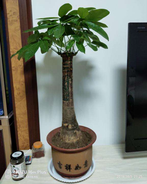 发财树的树杆蜕皮怎么回事