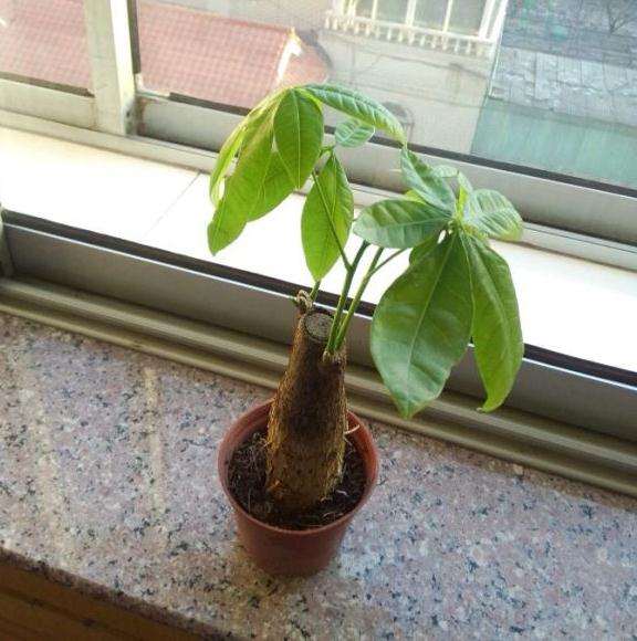 发财树的树根怎么长粗的方法