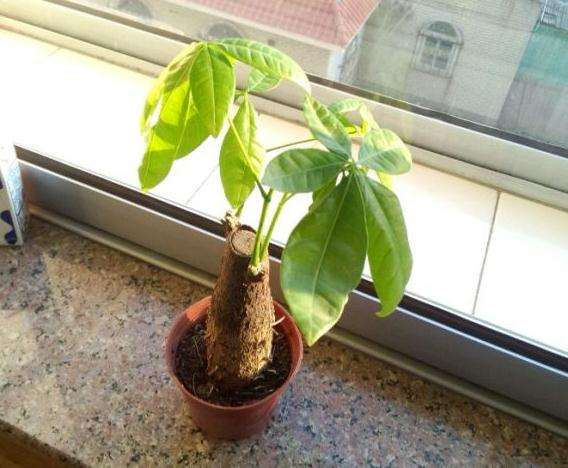 发财树的树根怎么长粗的方法