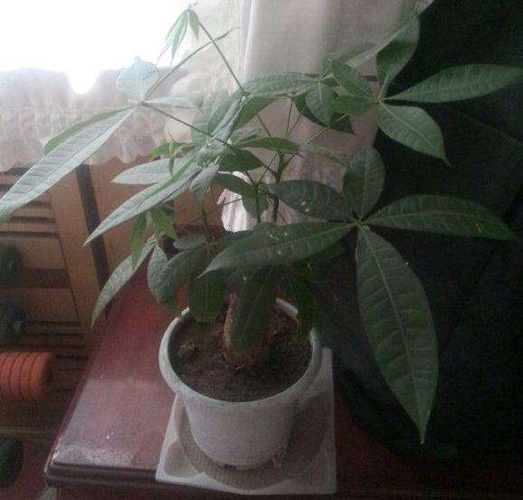 发财树的树根怎么长粗的方法
