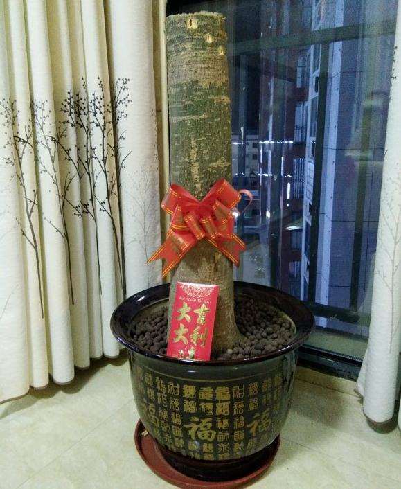 发财树树枝掰光
