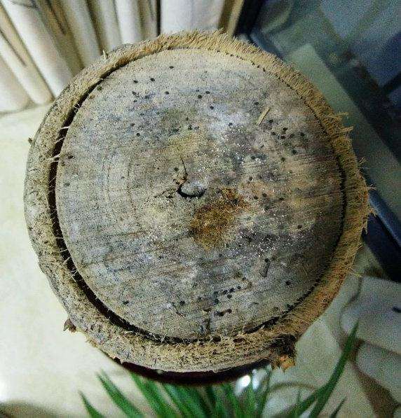 发财树树枝掰光