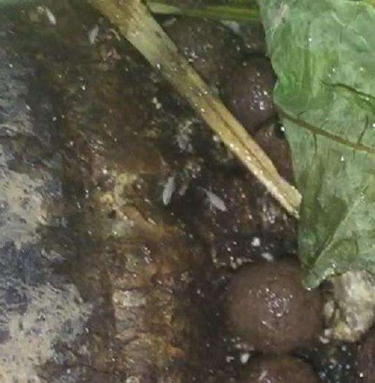 发财树生虫子了 这是什么虫
