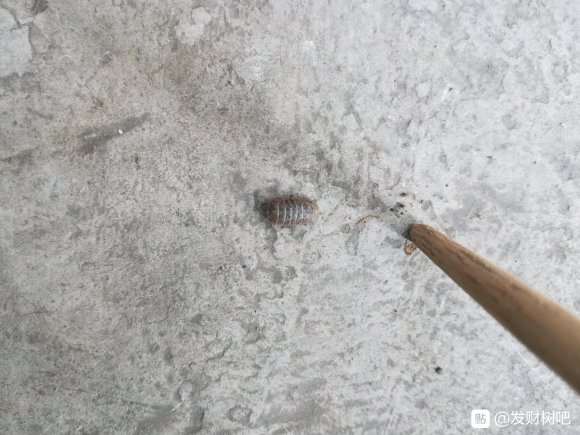 发财树盆里有这种虫,是蚧壳虫,还是什么虫?