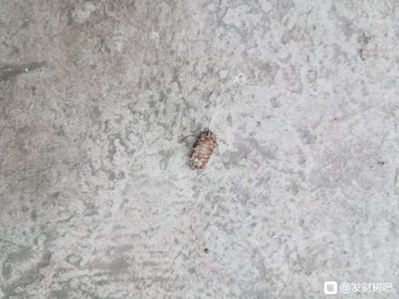 发财树盆里有这种虫,是蚧壳虫,还是什么虫?
