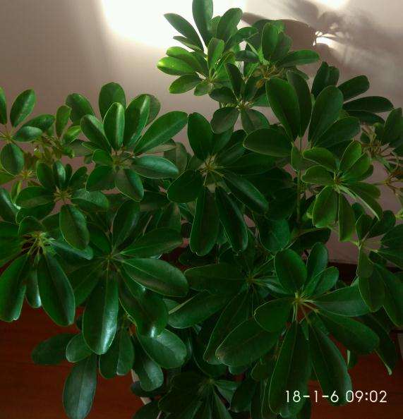 15元买一盆小叶发财树