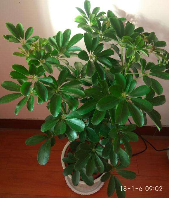 15元买一盆小叶发财树