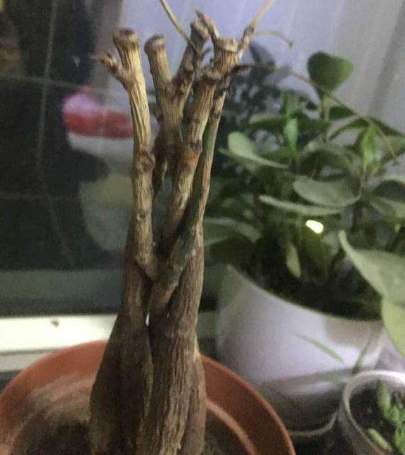 发财树叶子全干枯了