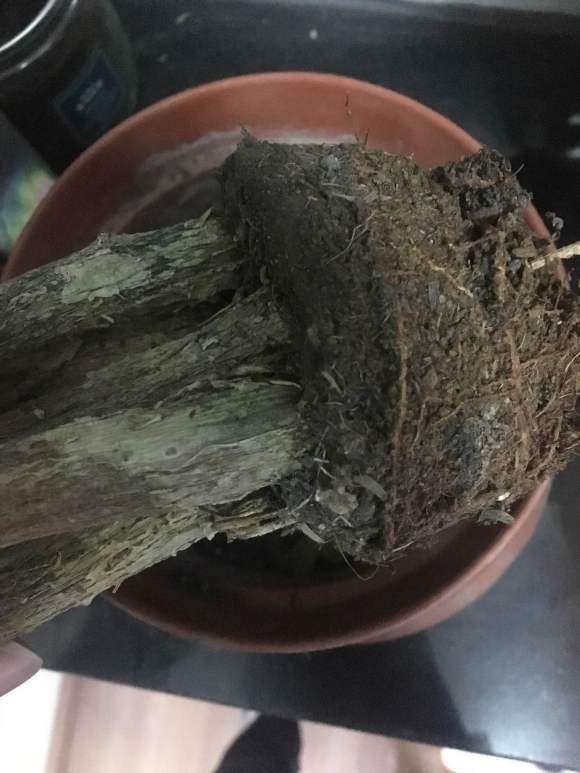 发财树叶子全干枯了