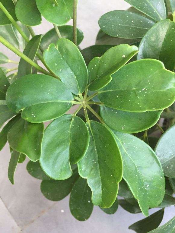 发财树的叶子像是残疾了