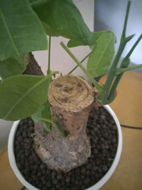 发财树的树茎中间发黑