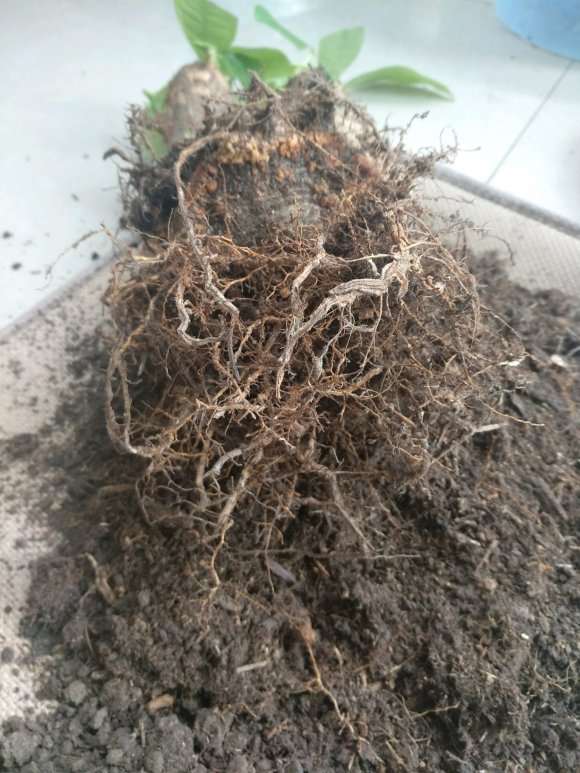 发财树的树茎中间发黑