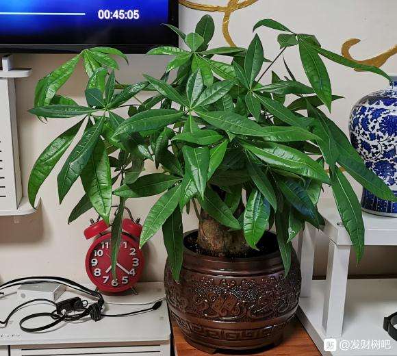 为什么发财树风吹日晒雨淋的长太快