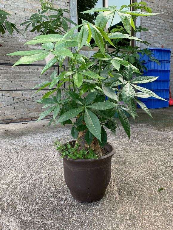 为什么发财树风吹日晒雨淋的长太快