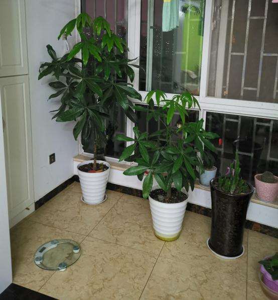 发财树没砍头长的太高了