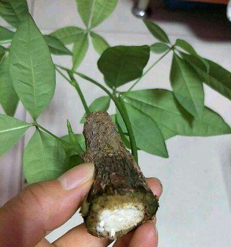 发财树的树根都干了