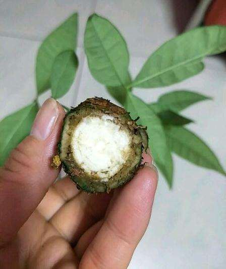 发财树的树根都干了