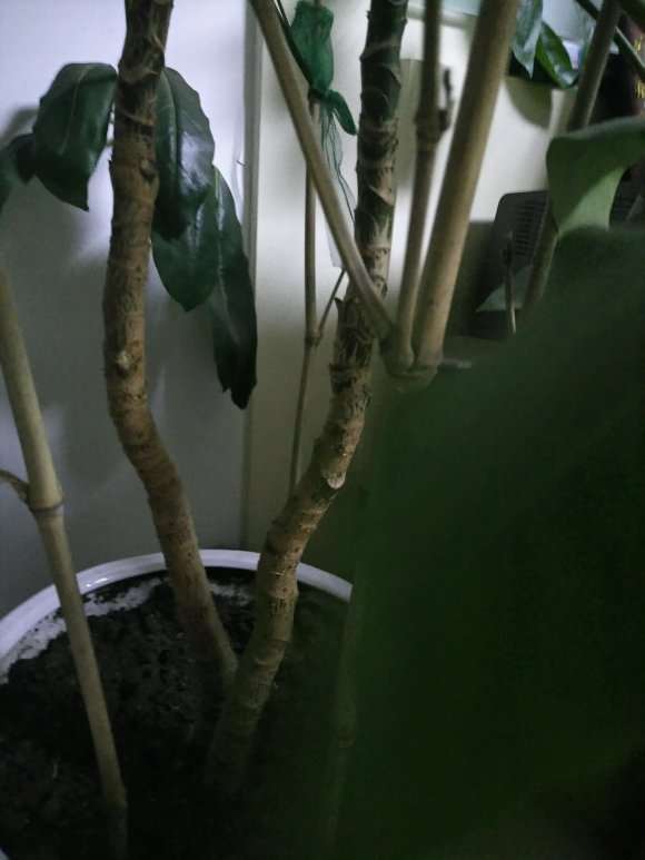 大叶伞发财树怎么不长侧芽