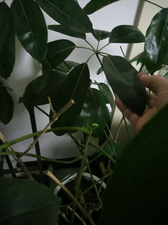 大叶伞发财树怎么不长侧芽
