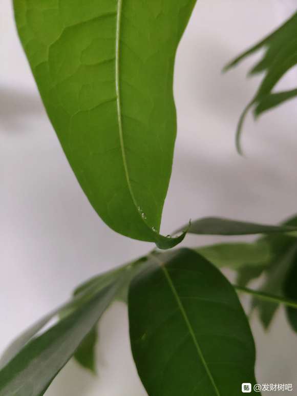 发财树的叶子有透明水珠