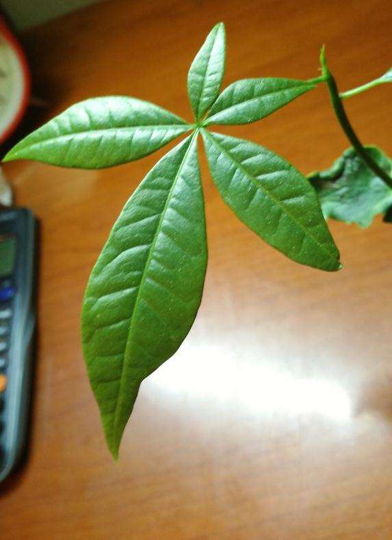 从种子开始水培的发财树