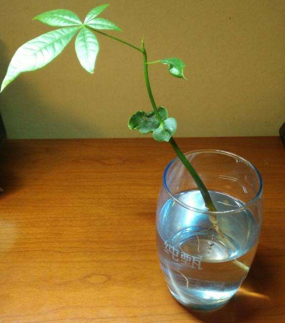 从种子开始水培的发财树