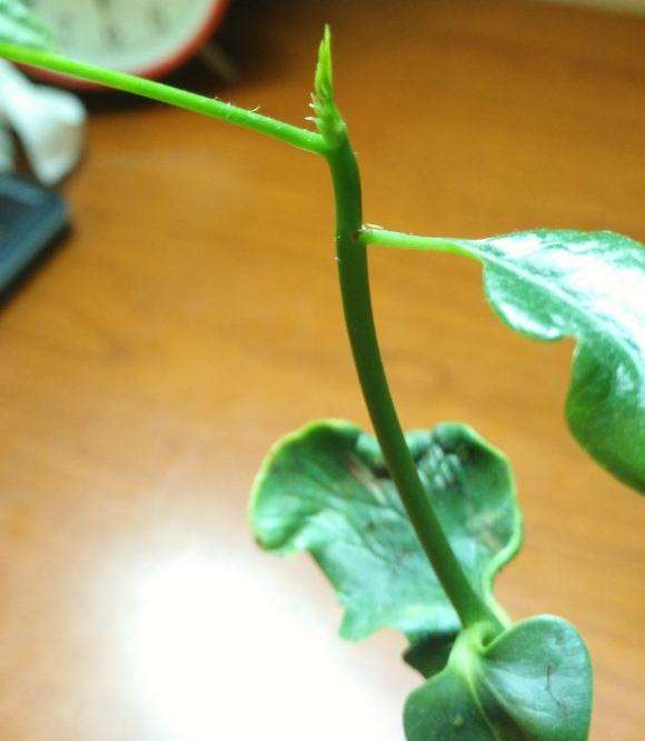 从种子开始水培的发财树