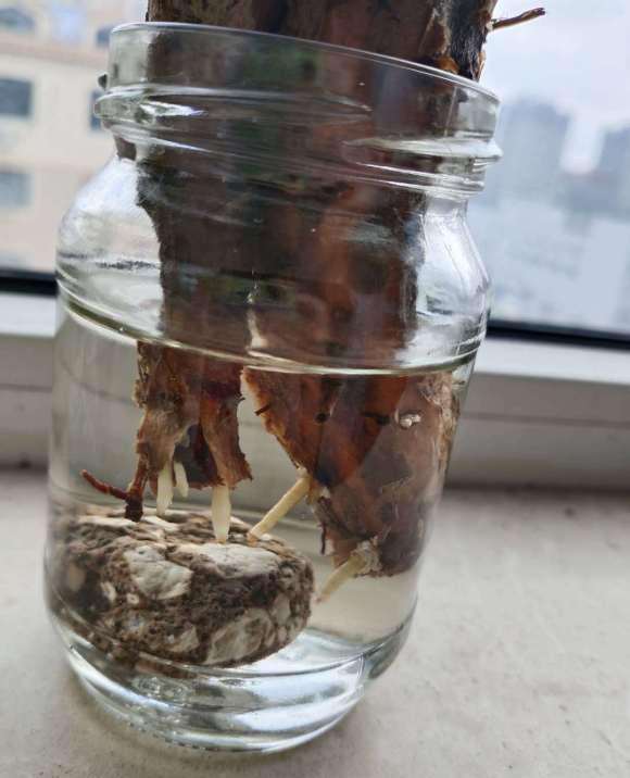 裸根发财树怎么水培生根发芽的方法