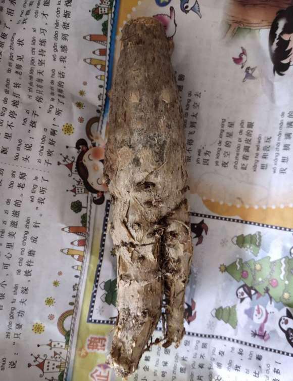 裸根发财树怎么水培生根发芽的方法