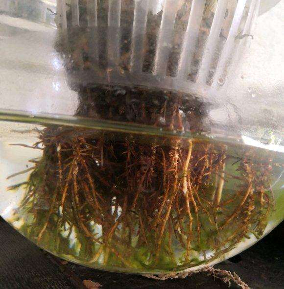 裸根发财树怎么水培生根发芽的方法