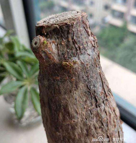 裸根发财树怎么水培生根发芽的方法