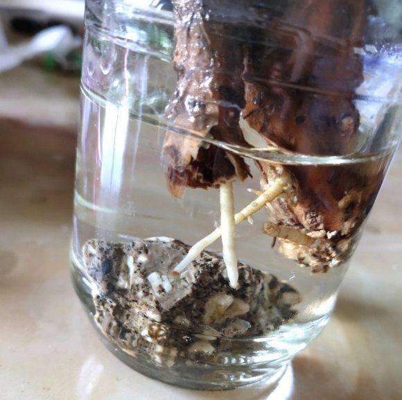 裸根发财树怎么水培生根发芽的方法