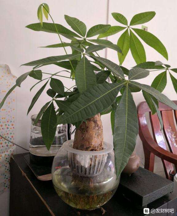 裸根发财树怎么水培生根发芽的方法