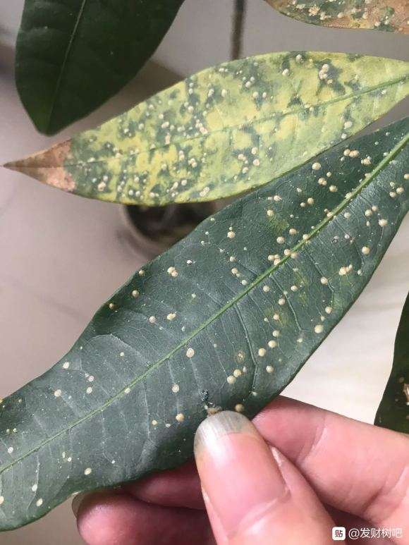 发财树叶子搓破 有液体 怎么办